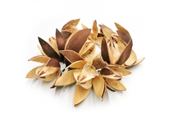 Wild lily loose natural