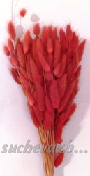 Lagurus barvený (zaječí ocásky)