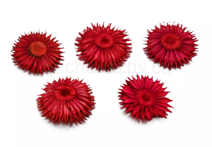 Bodlák plátky barvené 3,5cm 6ks