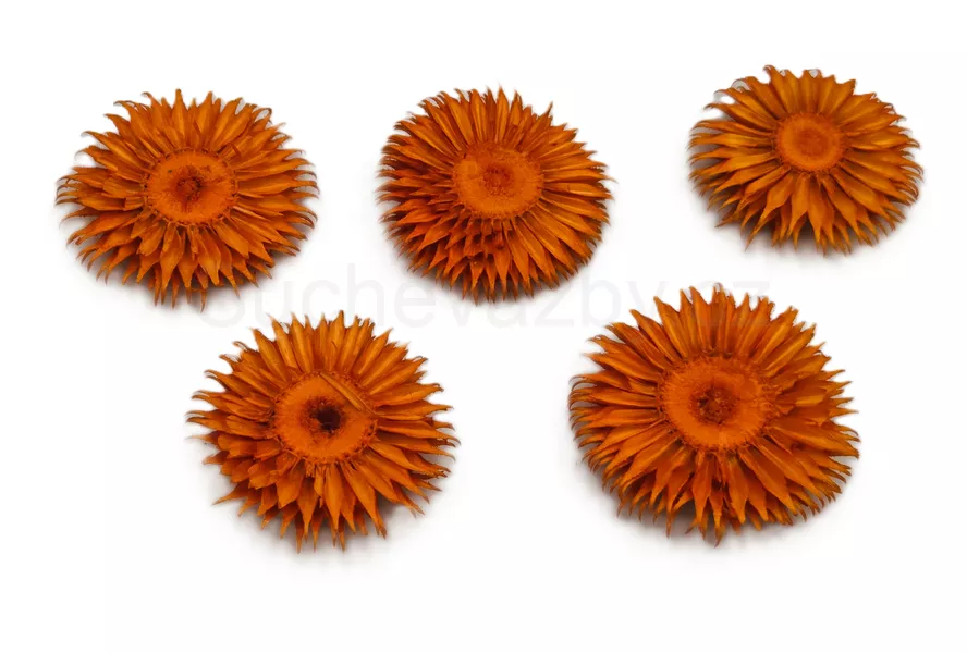 Bodlák plátky barvené 3,5cm 6ks