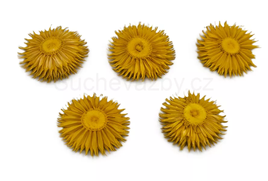 Bodlák plátky barvené 3,5cm 6ks