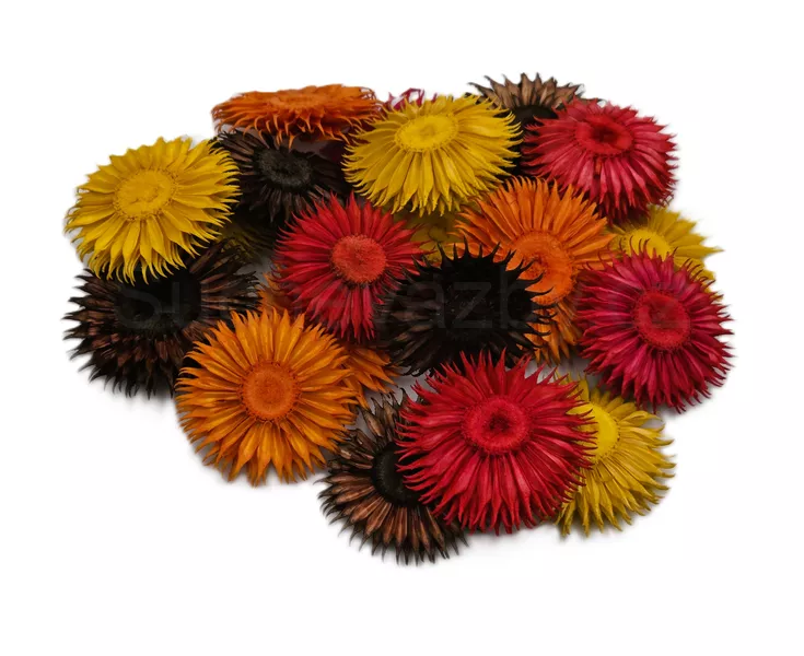 Bodlák plátky barvené 3,5cm 6ks