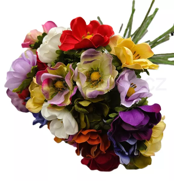 Anemonka barevná