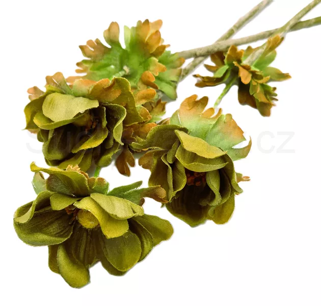 Anemonka barevná