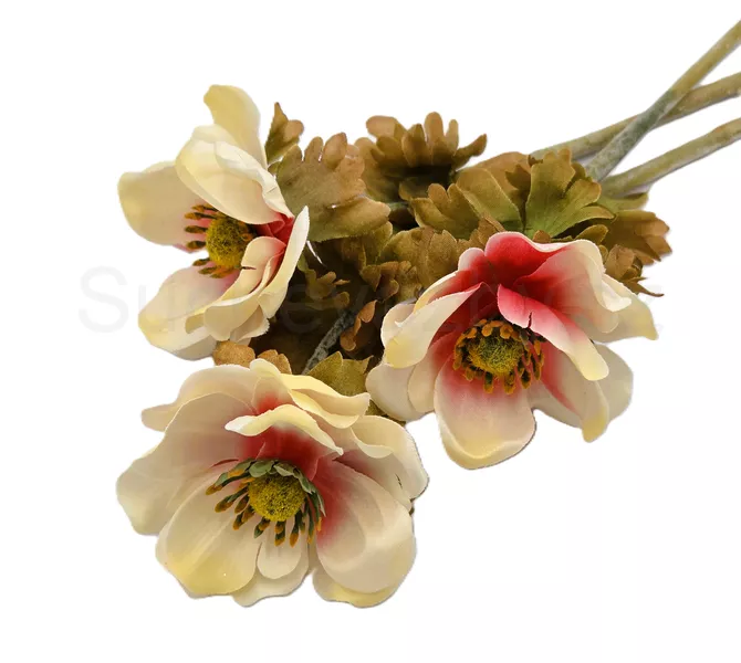 Anemonka barevná