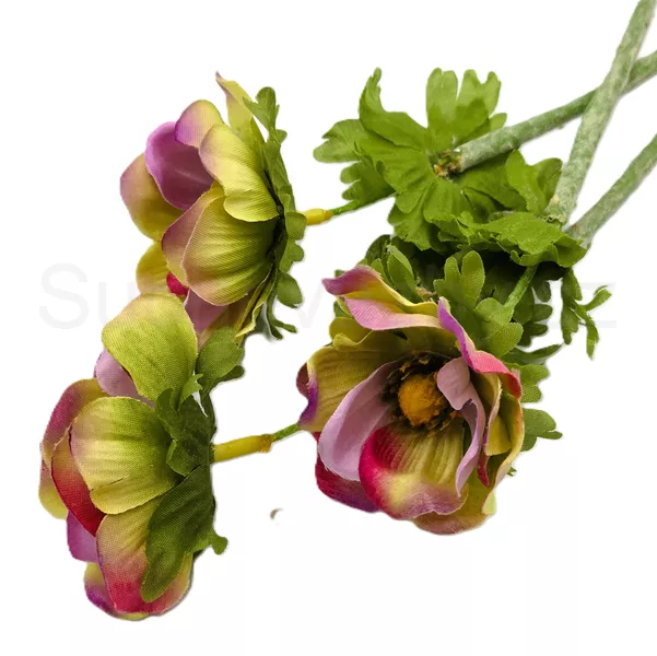 Anemonka barevná