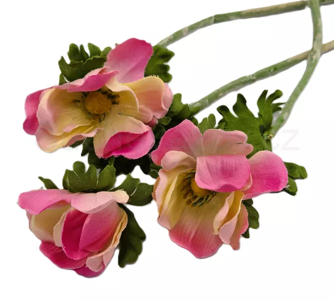 Anemonka barevná