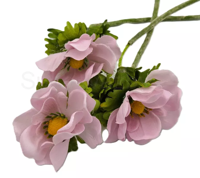 Anemonka barevná