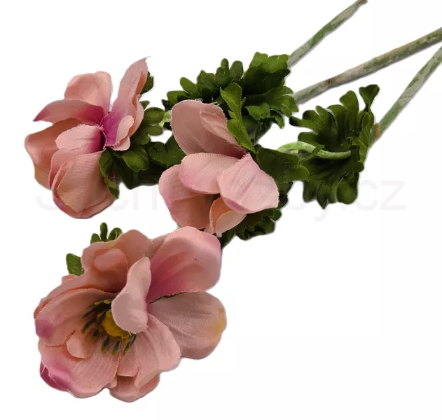 Anemonka barevná