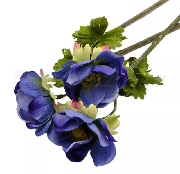 Anemonka barevná