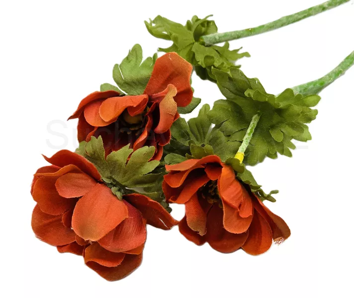 Anemonka barevná