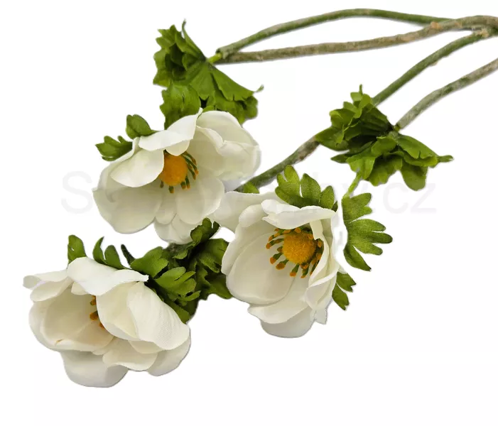 Anemonka barevná