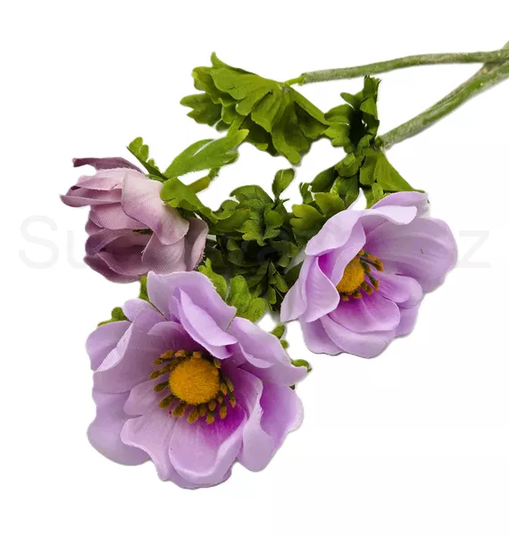 Anemonka barevná