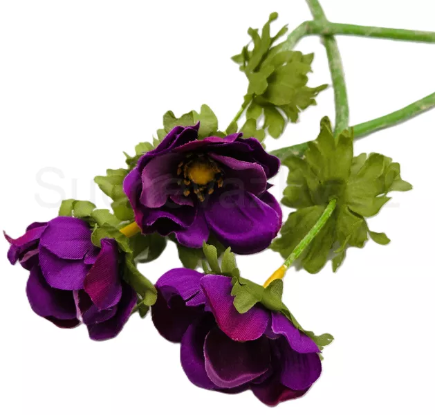 Anemonka barevná