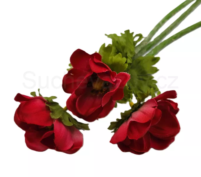 Anemonka barevná