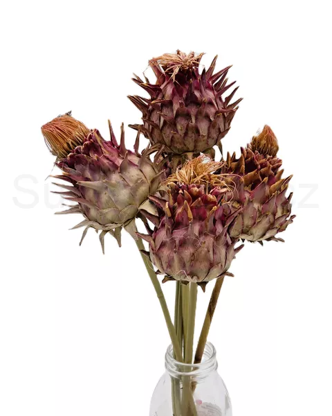 Cardonni artichoke medium natural