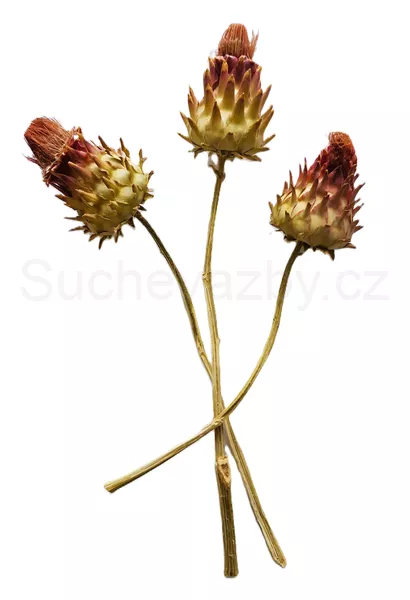 Cardonni artichoke medium natural