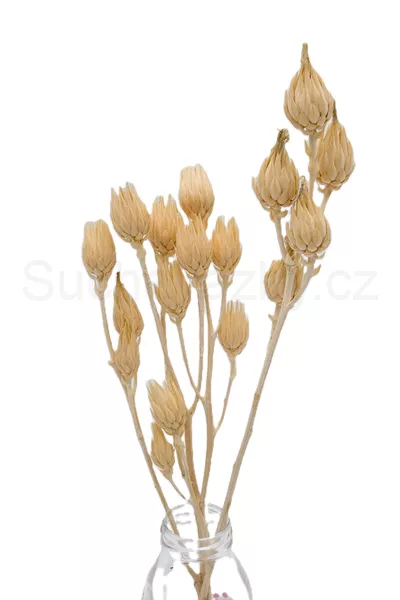 Berkheya Coriacela bělená