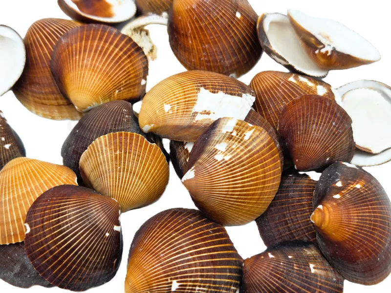 Brown cockle