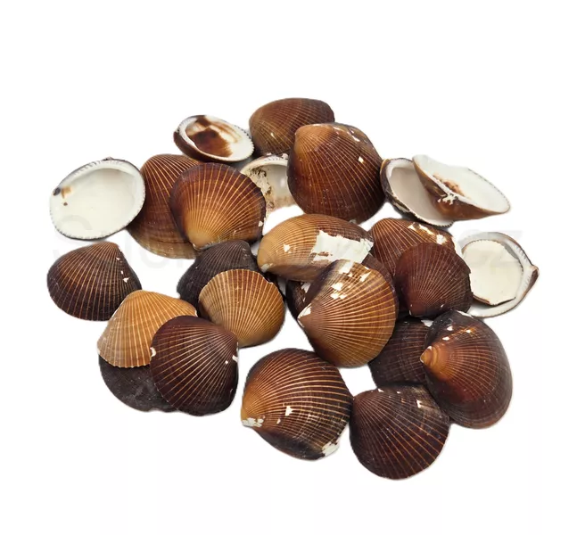 Brown cockle