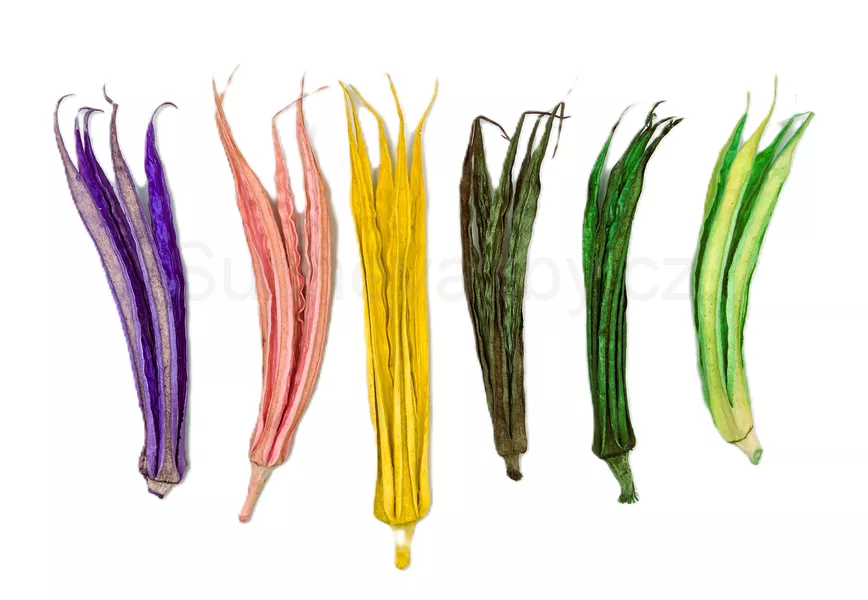 Lady fingers barvené