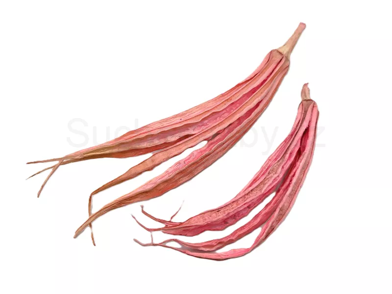Lady fingers barvené