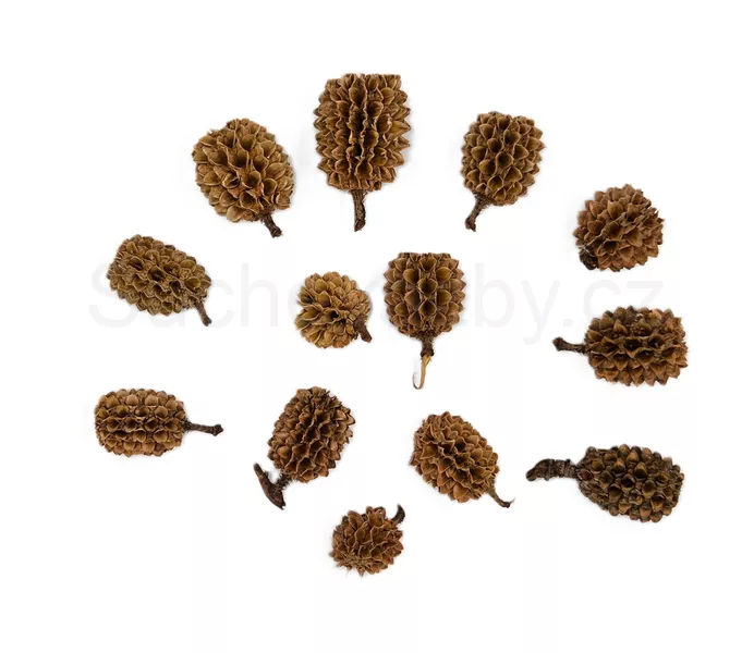 Casurina loose natural 10ks