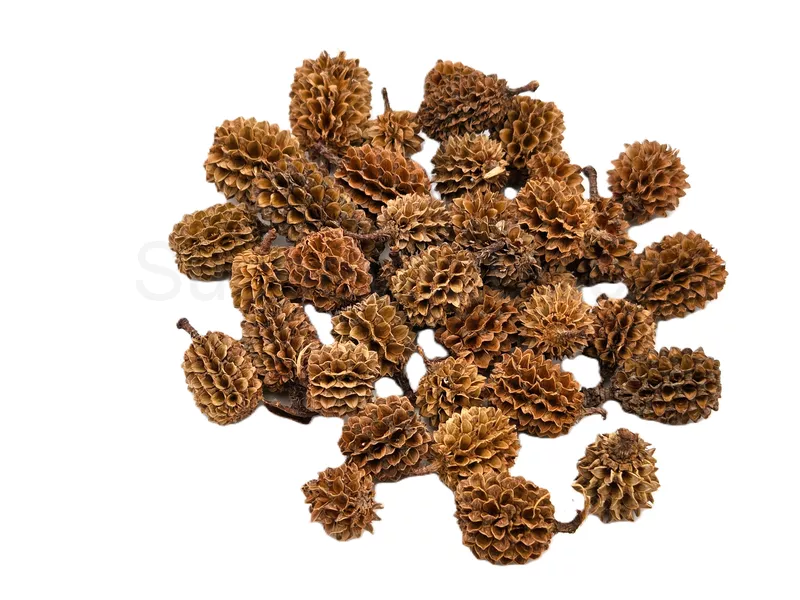 Casurina loose natural 10ks
