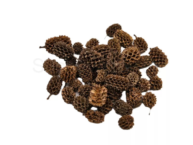 Casurina loose natural 10ks