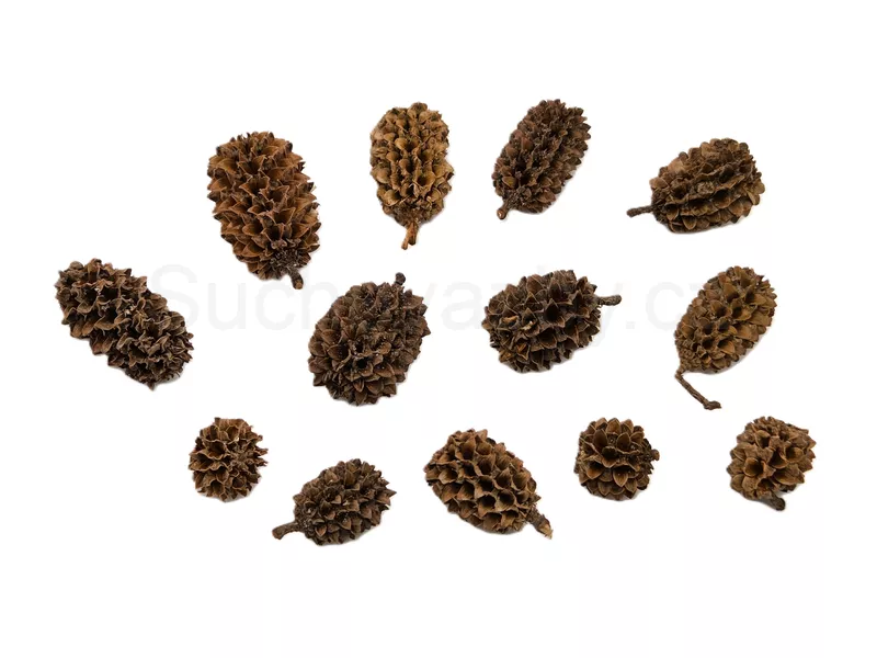 Casurina loose natural 10ks