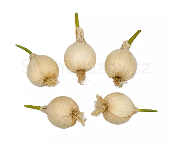 Cibule bílá s klíčkem 8x3cm