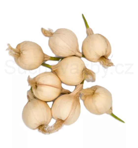 Cibule bílá s klíčkem 8x3cm