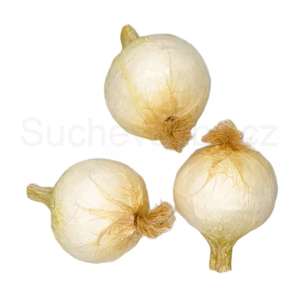 Cibule velká bílá 8cm