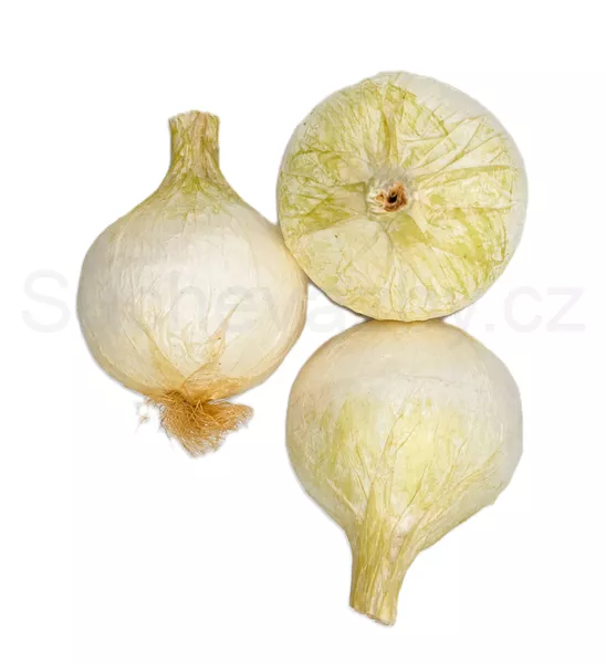 Cibule velká bílá 8cm