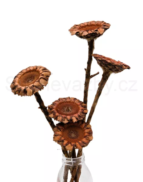 Coronata single medium natural
