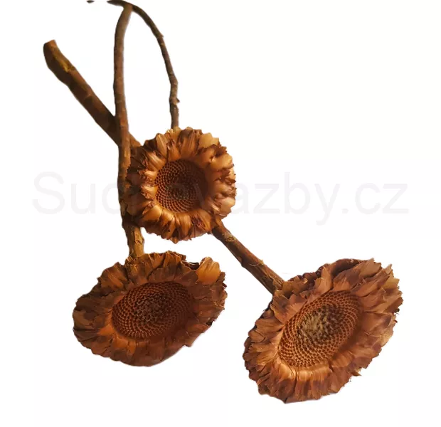 Coronata single medium natural