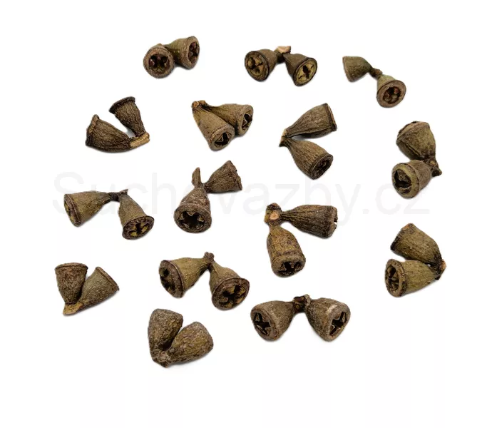 Eucalyptus conical dvojice natural