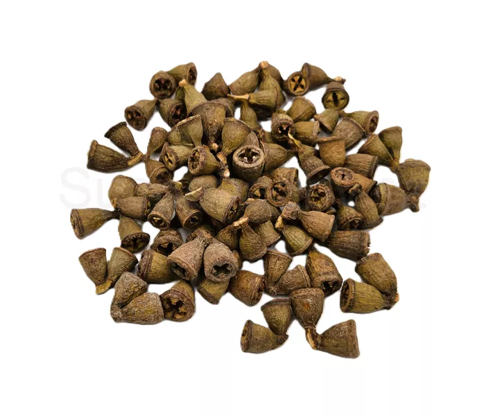 Eucalyptus conical dvojice natural
