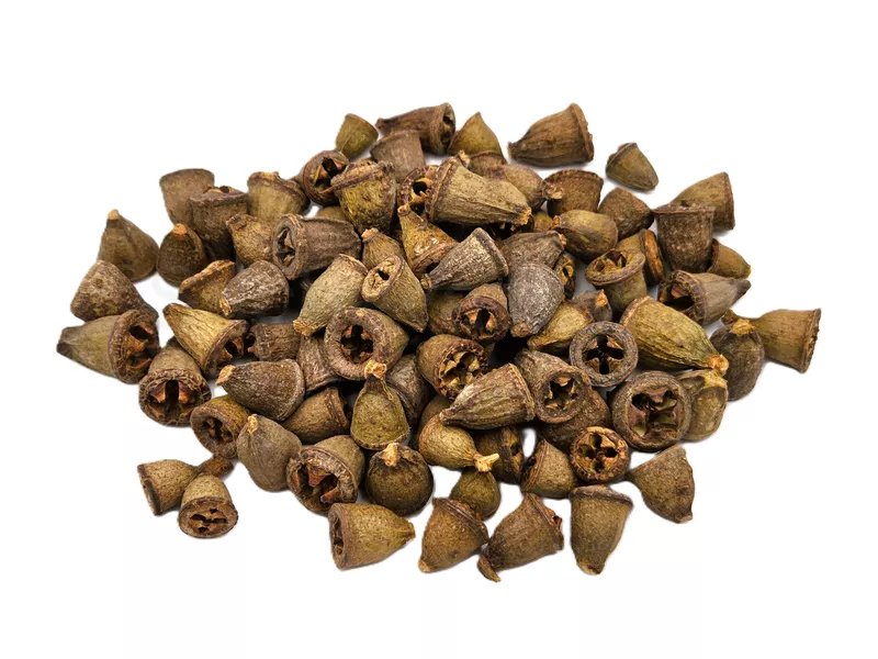 Eucalyptus conical loose natural jednotlivé 10ks