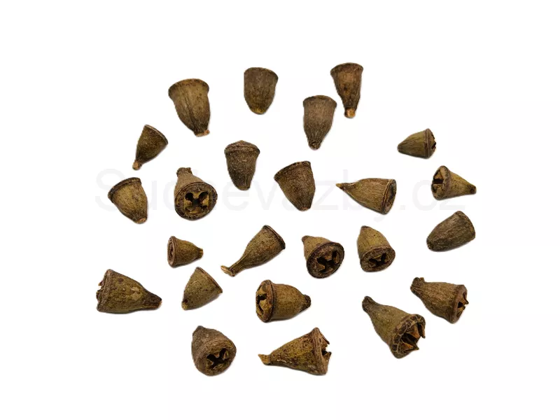Eucalyptus conical loose natural jednotlivé 10ks