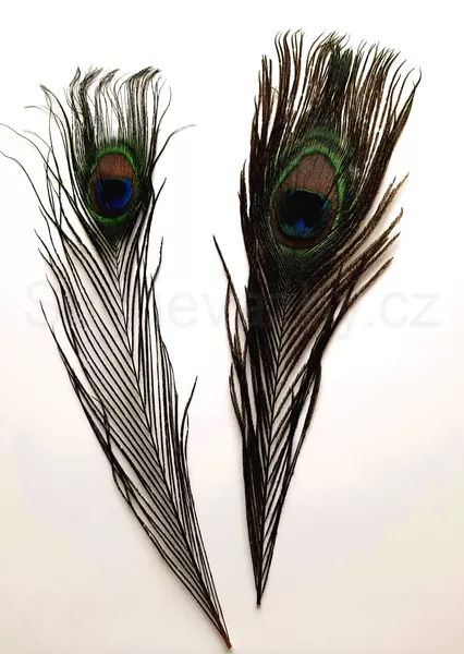 Paví peří 28-30cm