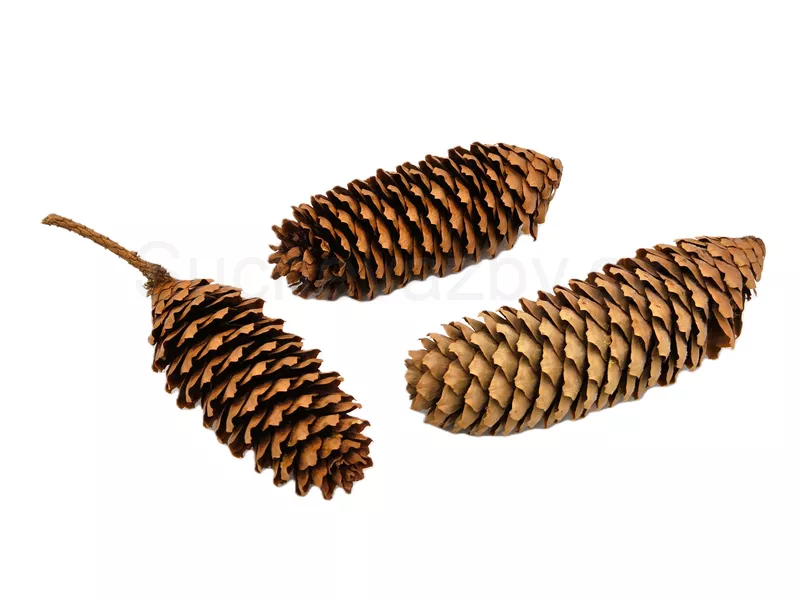 Smrková šiška 9-13cm 5ks