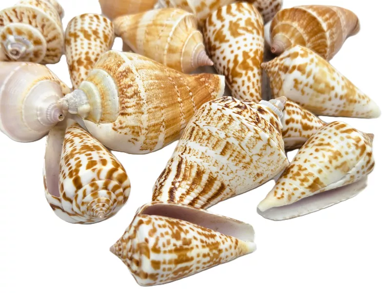 Strombus lanuanus