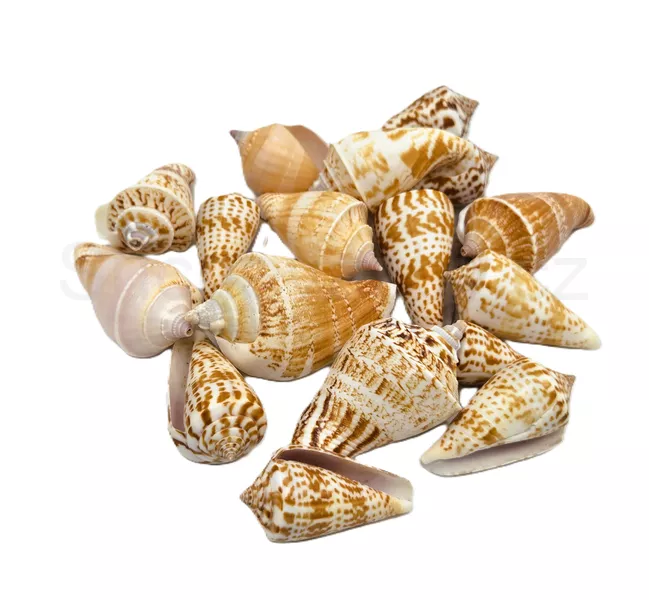 Strombus lanuanus
