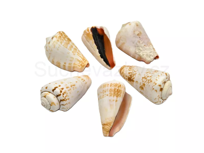 Strombus lanuanus 