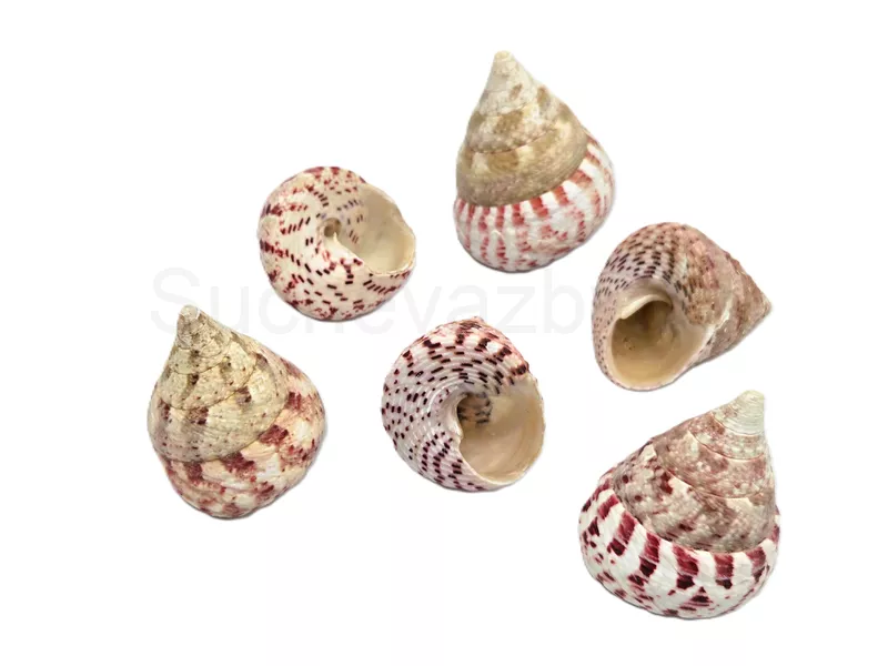 Trochus Maculatus