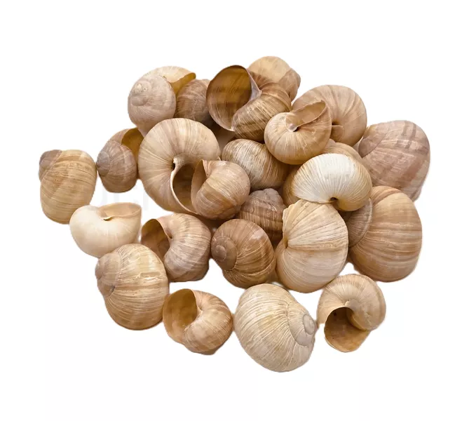 Ulita hlemýžď 2-3cm 10ks 